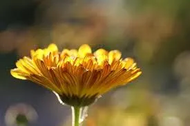 Natural Carotenoids Sourced From Marigold Flowers Lutein and Zeaxanthin for Vision